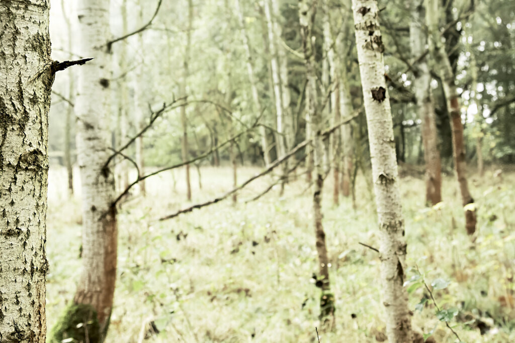 Im Birkenwald 2 | Ich erzähle Geschichten als Autor und als Fotograf. Hier finden Sie hochwertige Naturfotografie, Reisefotografien und Bilder aus dem urbanen Lebensraum.  - Realisiert mit Pictrs.com