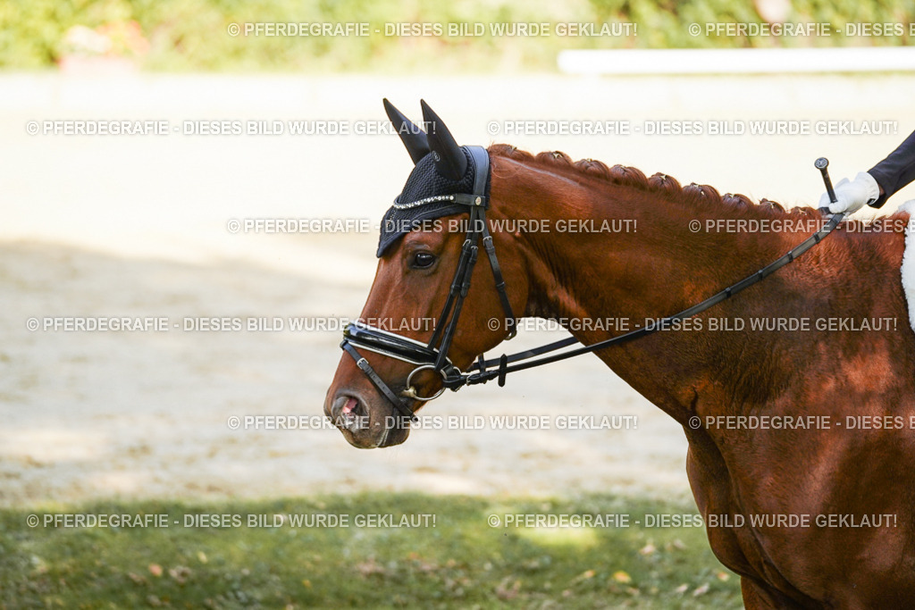 DSC08703 | Pferdegrafie