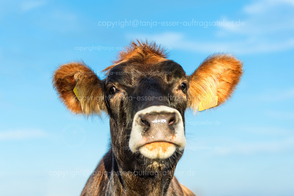 Cow says: Keep calm! Cow's portrait in front of blue sky | Braune Kuh aus Froschperspektive. Blick von oben. Im Hintergrund ist Copy Space auf blauem Himmel. 