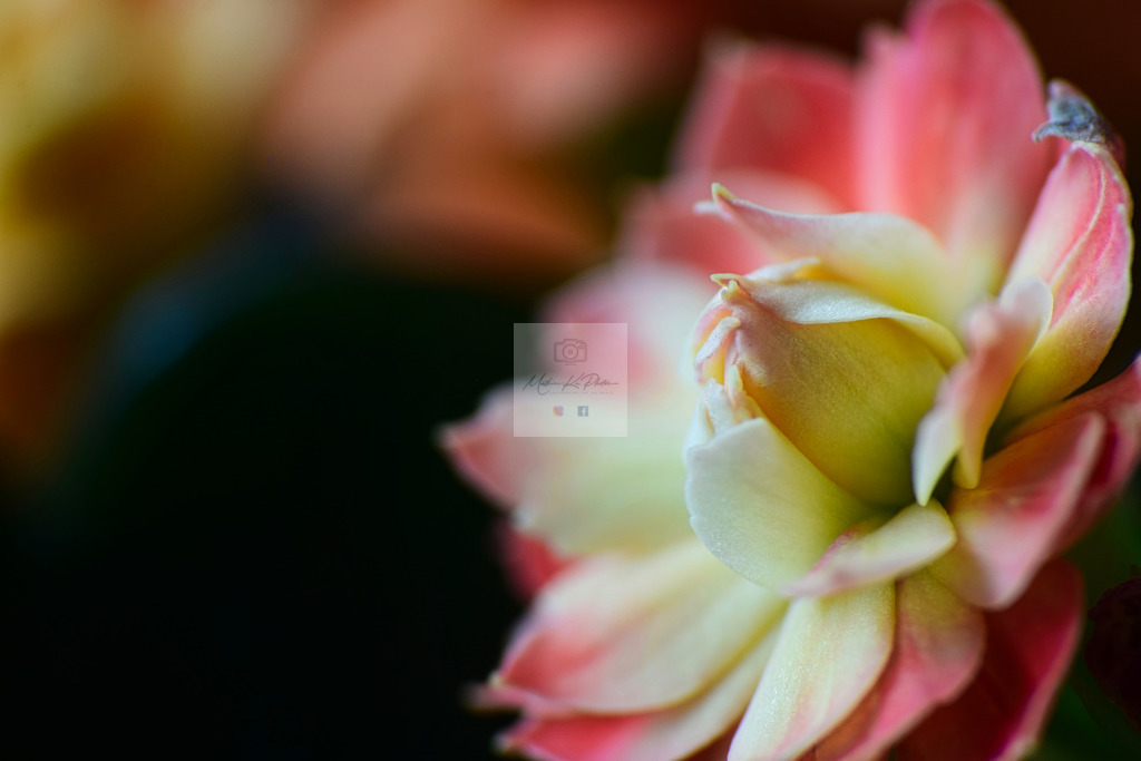 Makro - floral (1) | Buche Fotoshootings und entdecke hochwertige Fotoprodukte bei Mathias Ku Photos. Personalisiert, kreativ & mit Liebe zum Detail. Jetzt informieren! - Realisiert mit Pictrs.com