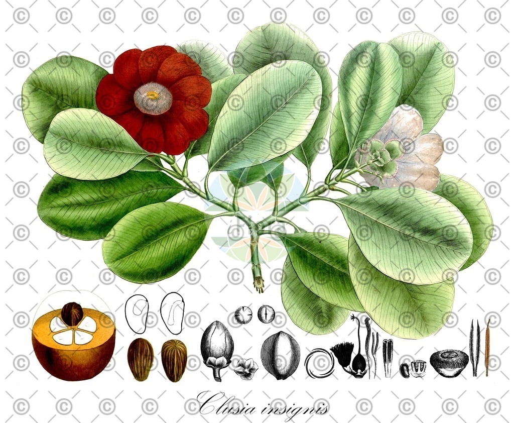 HistAbb_wfo-0001421727_1_ENZY_Simple | Historische Abbildung von Clusia insignis - Clusiaceae | Historical Illustration of Clusia insignis - Clusiaceae