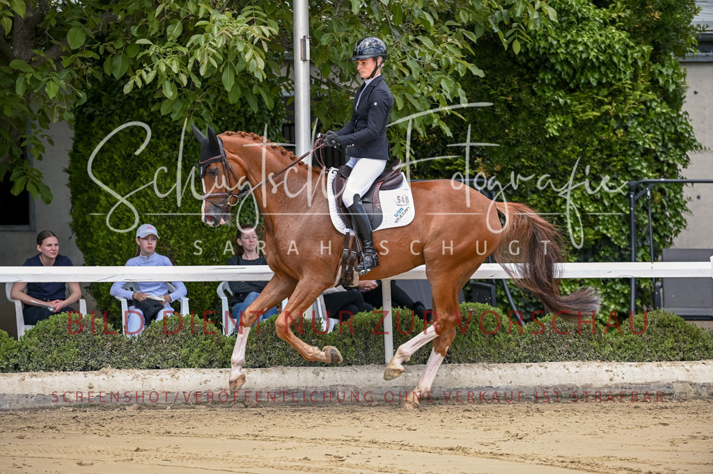 Schugtsche-Aluta25-48.Reitpferfdeprf.-156 | Schugtsche Fotografie - Realisiert mit Pictrs.com