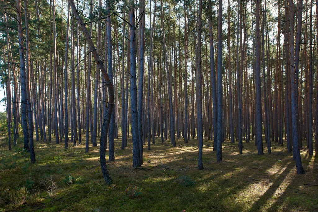 Südöstlich von Theisa 04 | Bedeutsame Landschaften Deutschlands - Realisiert mit Pictrs.com