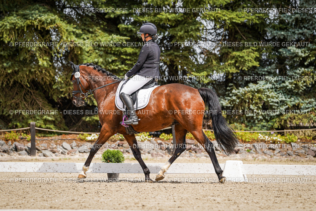 DSC02283 | Pferdegrafie