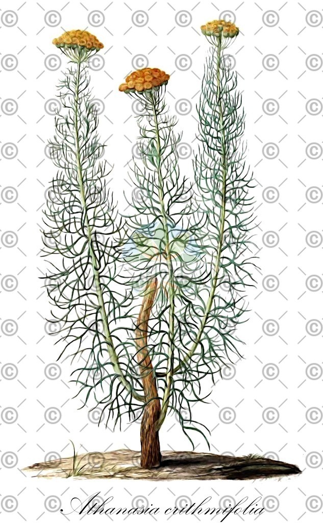 HistAbb_wfo-0000115527_1_ENZY_Simple | Historische Abbildung von Athanasia crithmifolia - Asteraceae | Historical Illustration of Athanasia crithmifolia - Asteraceae