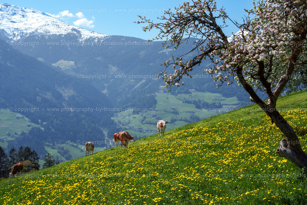 Gatttererberg Frühling copyright  Thomas Pfister-1 | PHOTOGRAPHY BY THOMAS PFISTER