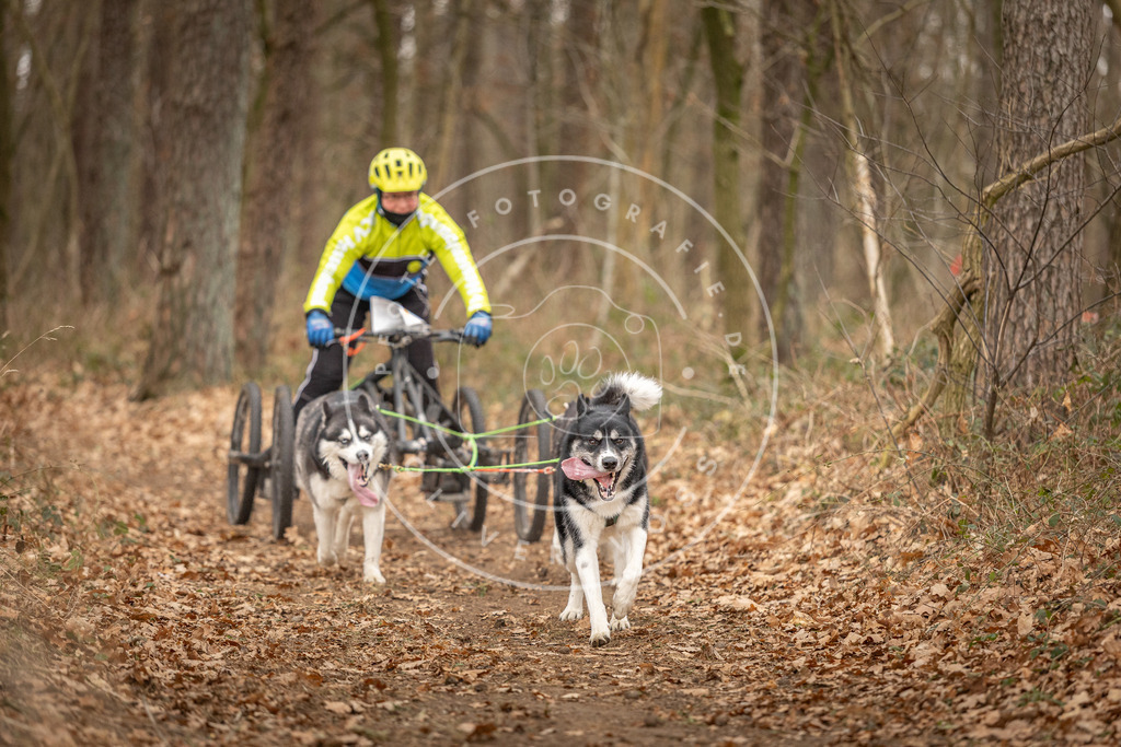 Pfotenfotografie_DV3A8986 | Hundefotografie, Tierfotograf, Pfotenfotografie, Fotoshooting Hund, Hunde Portrait, Hundesport, Hundeportraits, Heideshooting, Hunde, Sportfotograf, Hundefotograf, Turnierhundsport, THS,  - Realisiert mit Pictrs.com