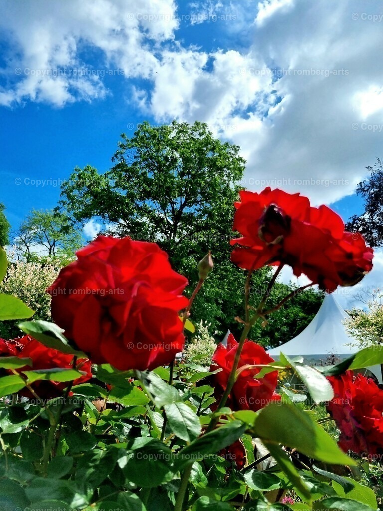 Sommergarten | Sommergarten, rote Blumen vor blauem Himmel, Panorama