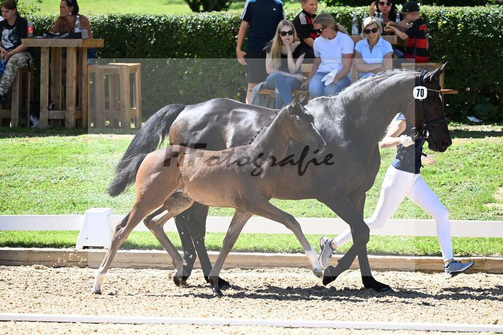 Kat-Nr. 70 HF Van Dijk x Royaldik_Hoffmann_27230758 | hf-fotografie - Realisiert mit Pictrs.com