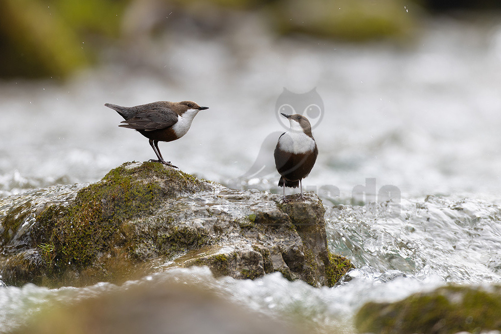 R5NF6300_20240404 | Die Wasseramsel oder Eurasische Wasseramsel ist die einzige auch in Mitteleuropa vorkommende Vertreterin der Familie der Wasseramseln. Der etwa starengroße, rundlich wirkende Singvogel ist eng an das Leben entlang schnellfließender, klarer Gewässer gebunden. - Realisiert mit Pictrs.com