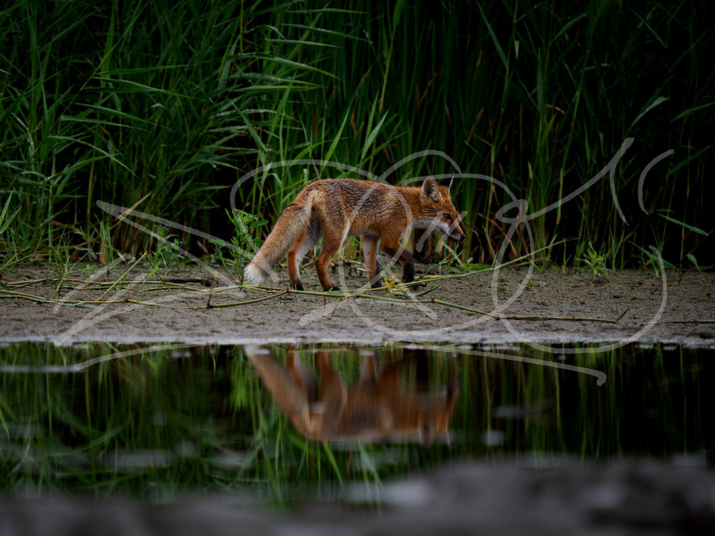 P7250430 | Naturschönheiten aus Deutschland. Pflanzen und Tiere, Insekten und Naturschauspiele. Alle schönen Details, die uns umgeben, fotografiert von Michi Moc.  - Realisiert mit Pictrs.com
