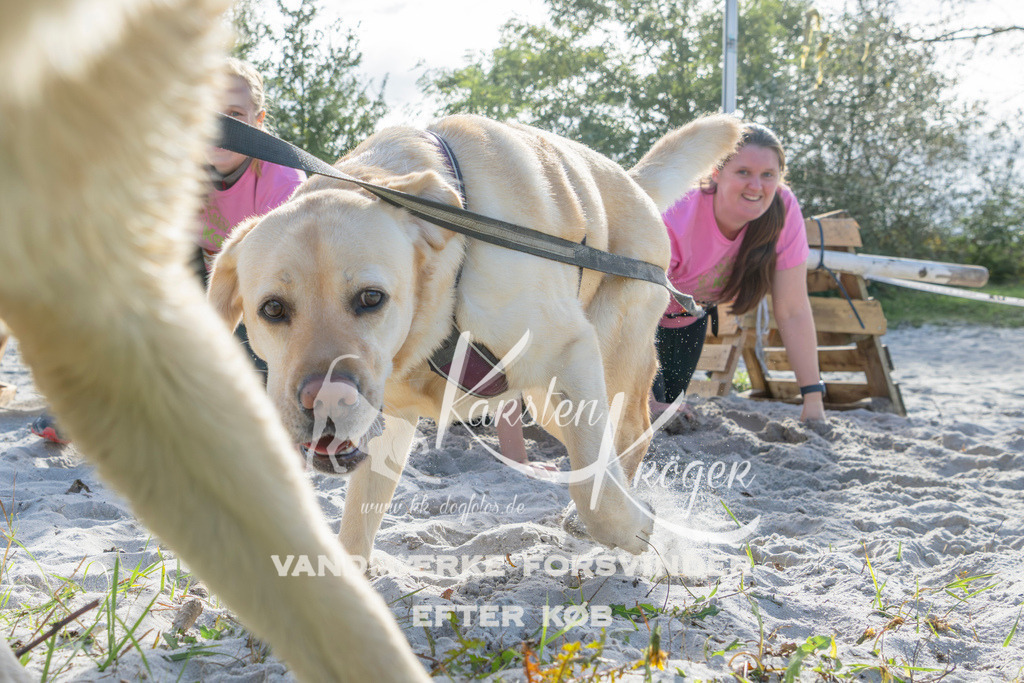 1257_ZZ94513 | kk-dogfotos