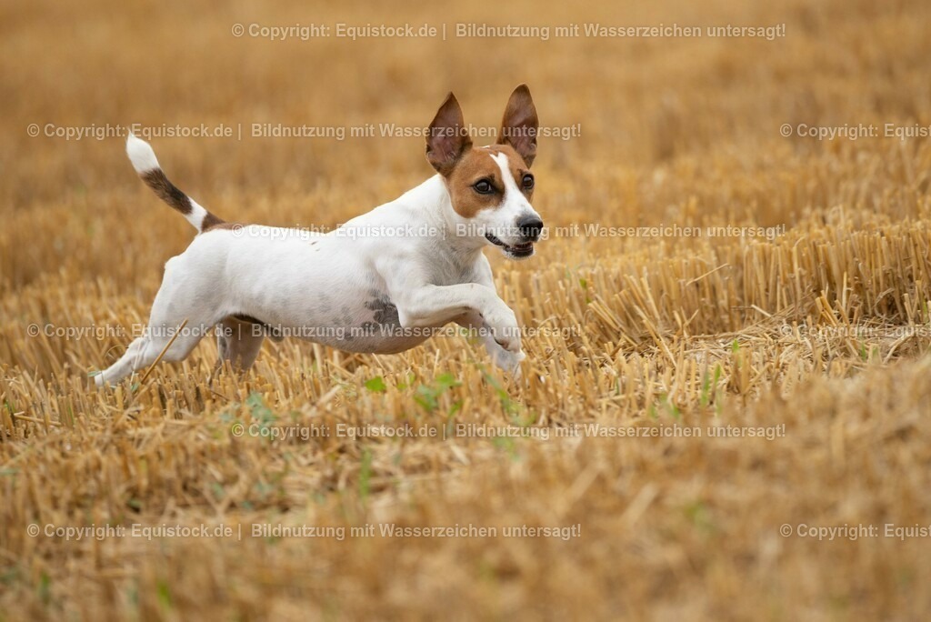 20210728_Jack-Russel_0012 | Foto: Thomas Hartig