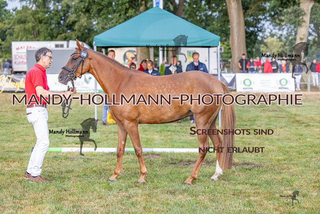 DR (83 von 2698) | mandyhollmannphotographie