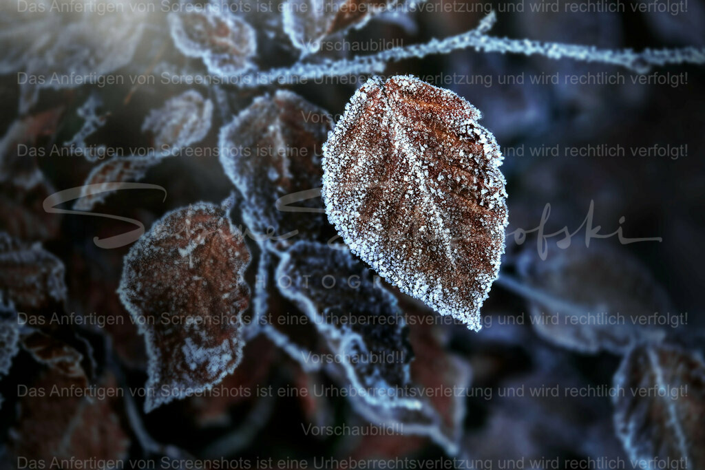 Wandbild Blatt mit Frost | People- und Tierfotografie, Imageaufnahmen, Veranstaltungsfotografie und Wandbilder aus der Natur ★ Made in Germany ✔️ Druck + Downloads ✔️ Naturfotografie in Top Qualität ★ schneller Versand, weltweite Lieferung! - Realisiert mit Pictrs.com