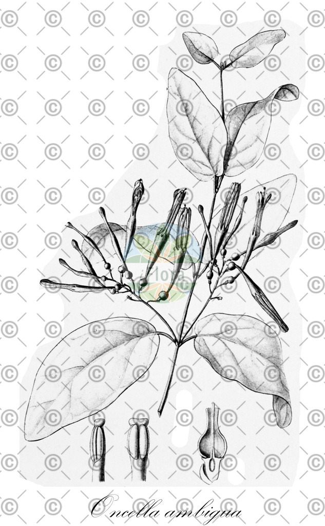 HistAbb_wfo-0000256761_1_ENZY_Simple | Historische Abbildung von Oncella ambigua - Loranthaceae | Historical Illustration of Oncella ambigua - Loranthaceae