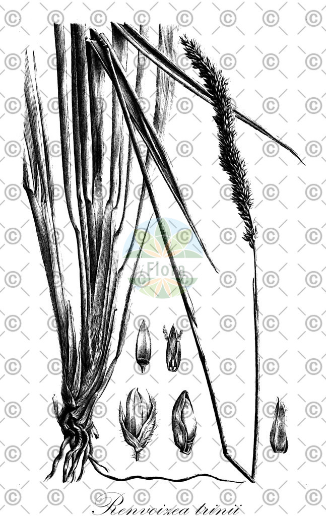 HistAbb_wfo-0001142518_1_ENZY_Simple | Historische Abbildung von Renvoizea trinii - Poaceae | Historical Illustration of Renvoizea trinii - Poaceae
