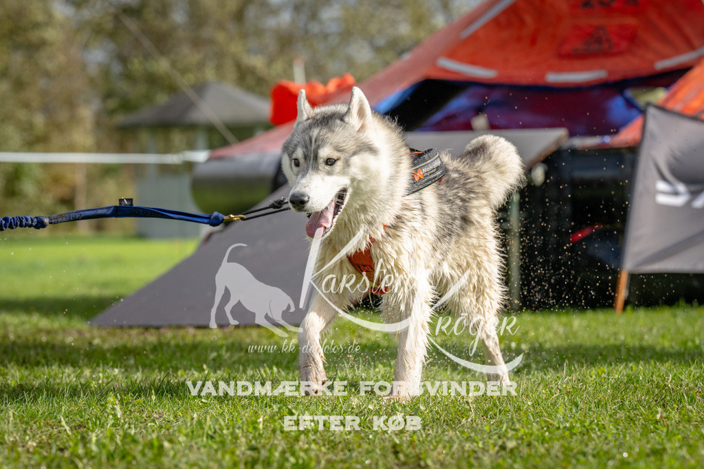 1214-92937 | kk-dogfotos