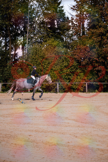 2026_10_03_Siefer-Hof_145035_Z81_28704947 | Professionelle Reitsport-, Turnier- und Eventfotografie von Robert Broda. Galerien mit ausgewählten und bearbeiteten Bildern direkt online ansehen und bestellen.
