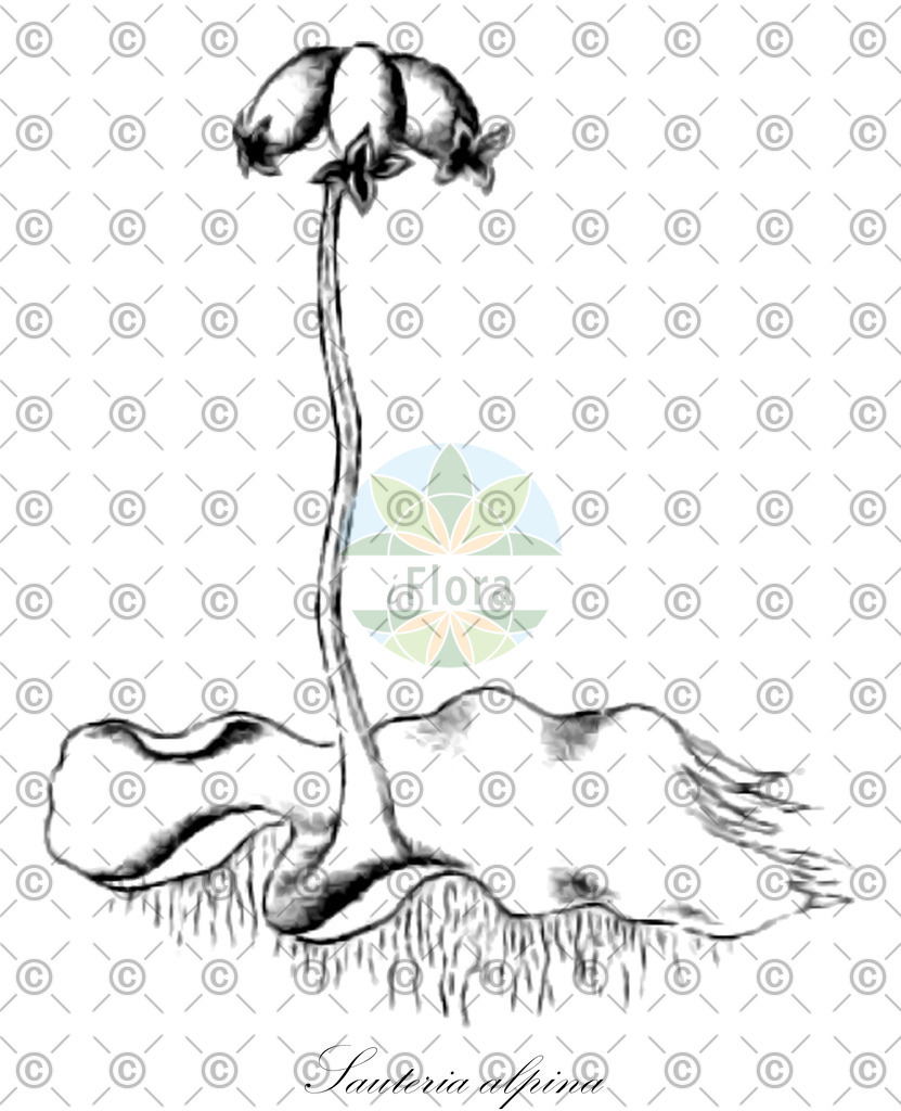 HistAbbwfo-0000786397_1_ENZY_Simple | Historische Abbildung von Sauteria alpina - Cleveaceae | Historical Illustration of Sauteria alpina - Cleveaceae