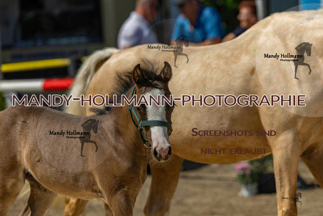 _MG_4755 | mandyhollmannphotographie