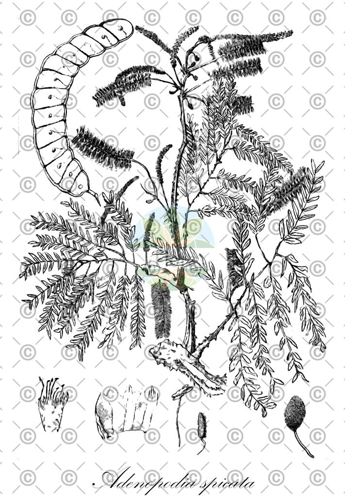 HistAbb_wfo-0000187396_1_ENZY_Simple | Historische Abbildung von Adenopodia spicata - Fabaceae | Historical Illustration of Adenopodia spicata - Fabaceae