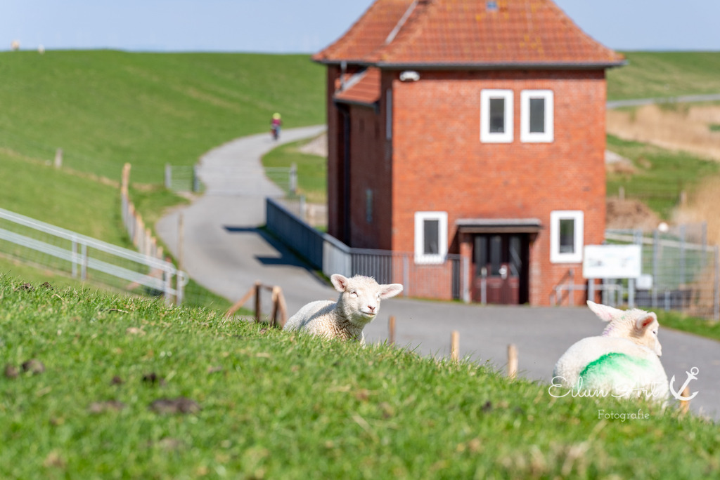 20250424-EAF_8190 | Eilun-Art-Fotografie Levke Martens, ihre Fotografin für Immobilien- und Landschaftsfotografie auf Föhr, Föhrer Motive als Poster, Leinwand, hinter Acrylglas oder stelle dir deinen eigenen Monatskalender zusammen, mit nur einem Klick