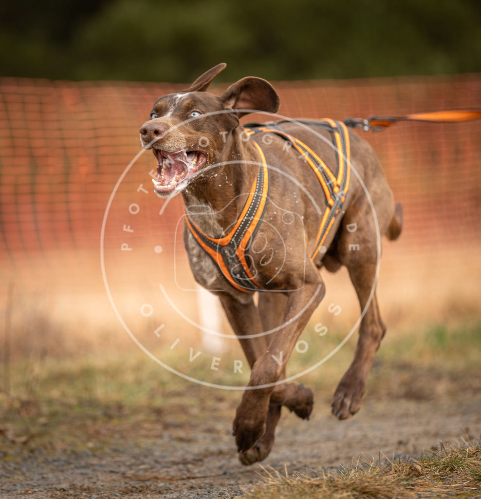 DV3A3481 | Hundefotografie, Tierfotograf, Pfotenfotografie, Fotoshooting Hund, Hunde Portrait, Hundesport, Hundeportraits, Heideshooting, Hunde, Sportfotograf, Hundefotograf, Turnierhundsport, THS,  - Realisiert mit Pictrs.com