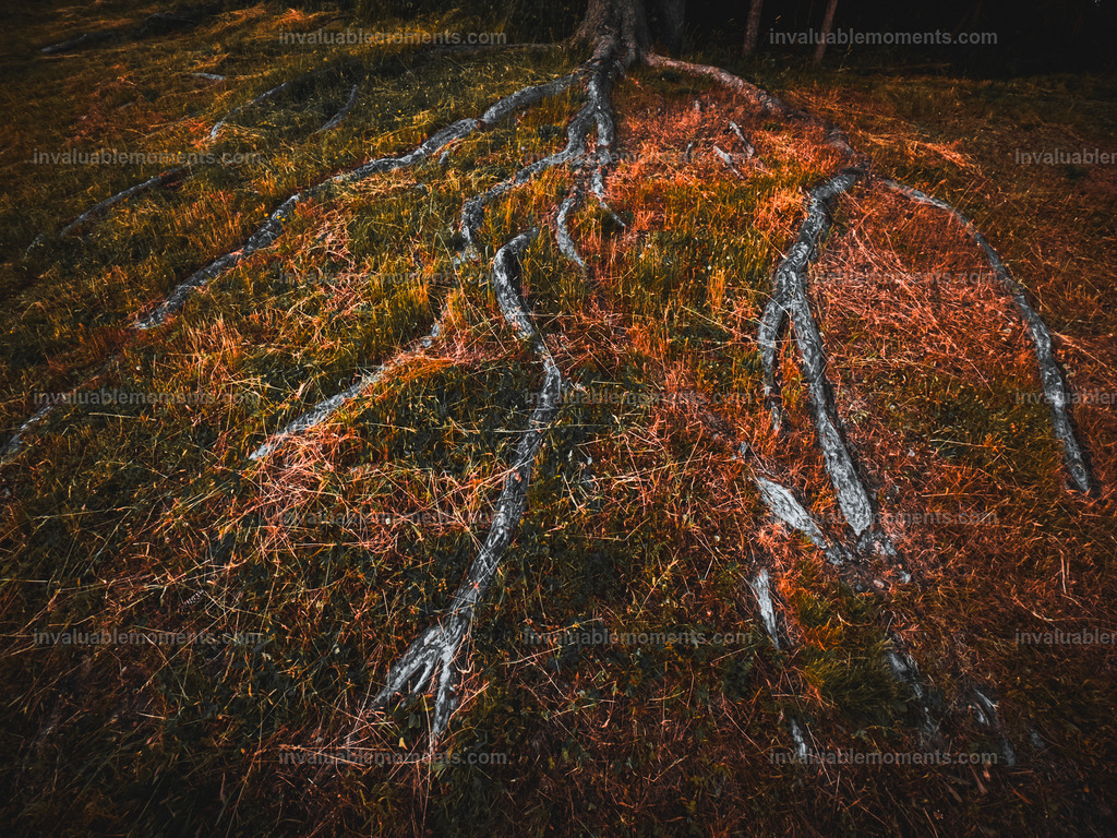 IMG_4531 | invaluablemoments.com - Realisiert mit Pictrs.com