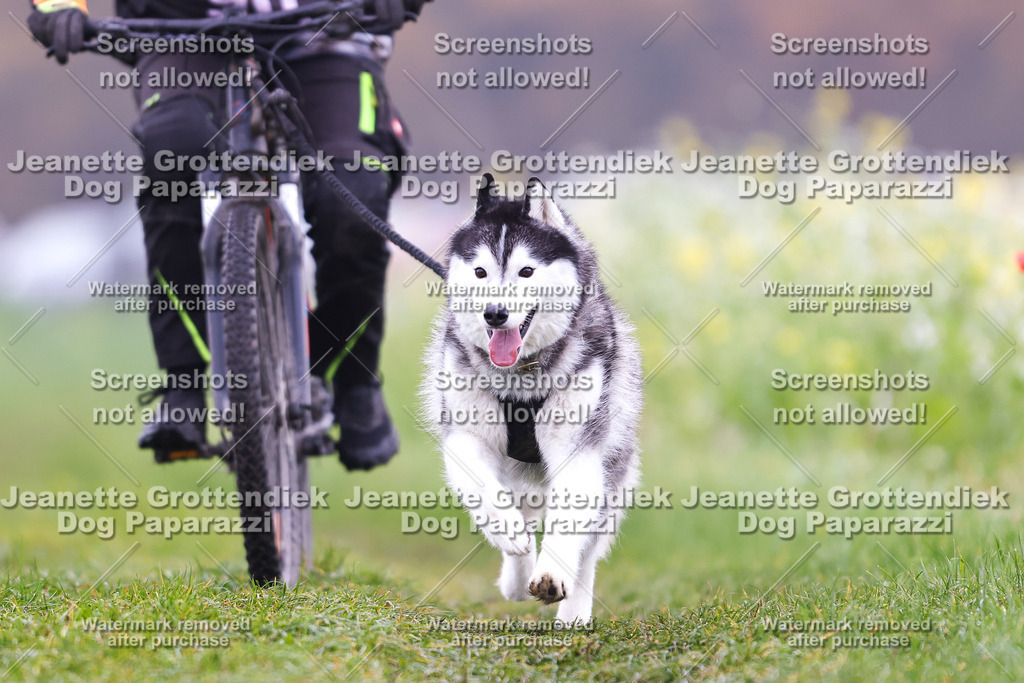 Dog Paparazzi - Visbeck 25 -261 | Dog Paparazzi Jeanette Grottendiek Fotografie & Videografie - Realisiert mit Pictrs.com