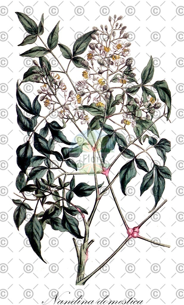 HistAbb_wfo-0000135431_1_ENZY_Simple | Historische Abbildung von Nandina domestica - Berberidaceae | Historical Illustration of Nandina domestica - Berberidaceae