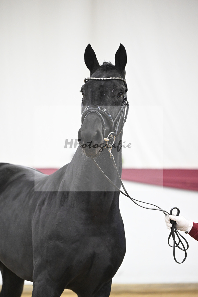 Kat-Nr. 55 Dream Royal x Fleury_Martina Breitner-Roetzer_47252052 | hf-fotografie - Realisiert mit Pictrs.com