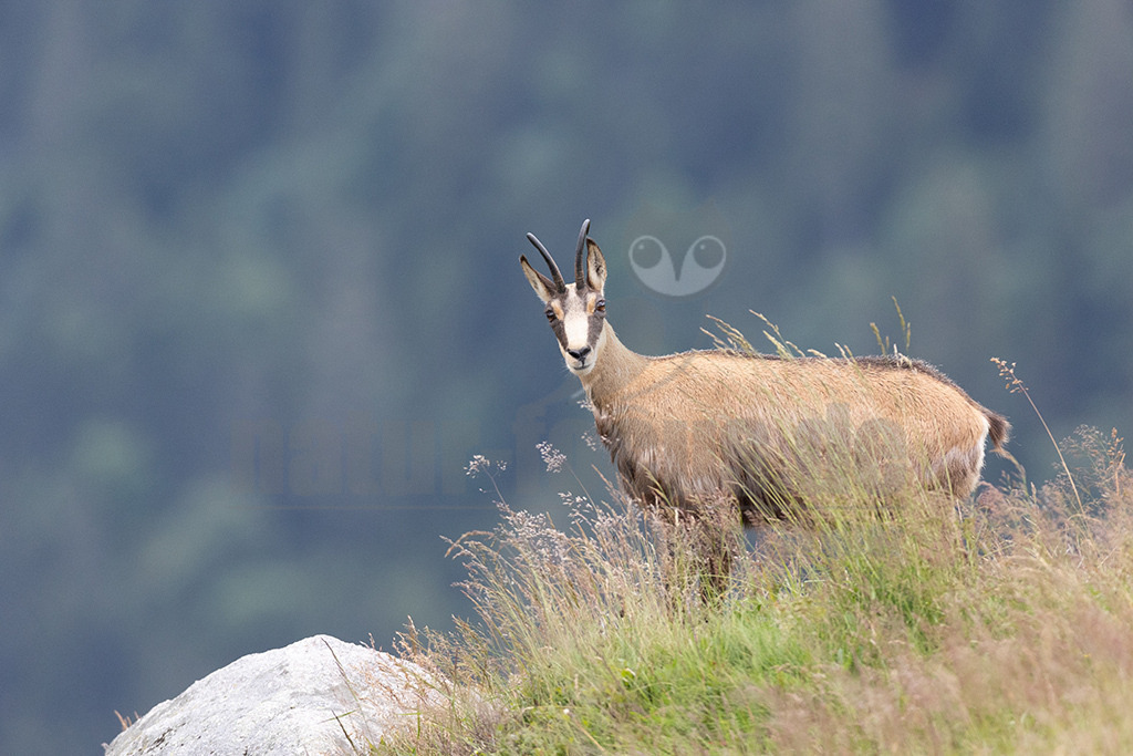 20210724190023 | Die Gemse ( Rupicapra rupicapra ) ist ein Huftier, das dank seiner aussergewöhnlichen Anpassungsfähigkeit den extremen Lebensbedingungen im Gebirge gewachsen ist. Die Gemse vereint auf eindrückliche Art Widerstandskraft, Gewandtheit und Robustheit. Während sie früher in die schwer zugänglichen Gebirgsmassive zurückgedrängt wurde, ist sie heute in Wäldern mittlerer Höhe und gar in tiefen Lagen stark verbreitet. - Realisiert mit Pictrs.com