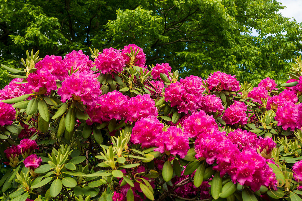 20250511-_1DS0546 | Geschenke, Wandbilder und Accessoires mit Motiven aus Dresden und anderen schönen Orten zur Verschönerung Deines zu Hauses und zum verschenken gewünscht? Wähle Deine Lieblingsbild auf dem Produkt Deiner Wahl. 