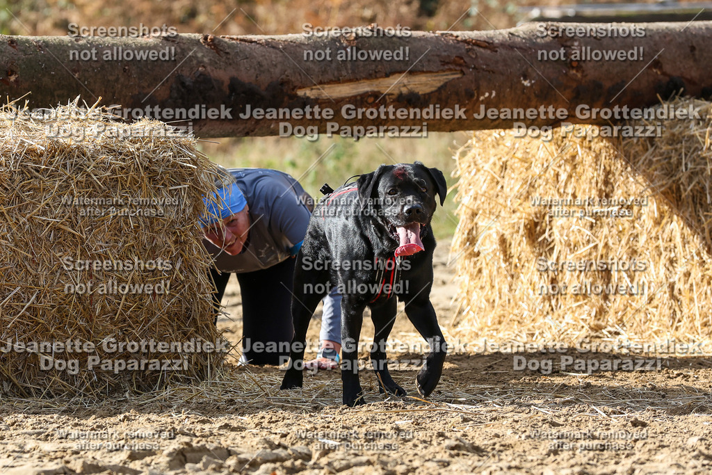 Dog Paparazzi - Strongdog 10-25-5376 | Dog Paparazzi Jeanette Grottendiek Fotografie & Videografie - Realisiert mit Pictrs.com