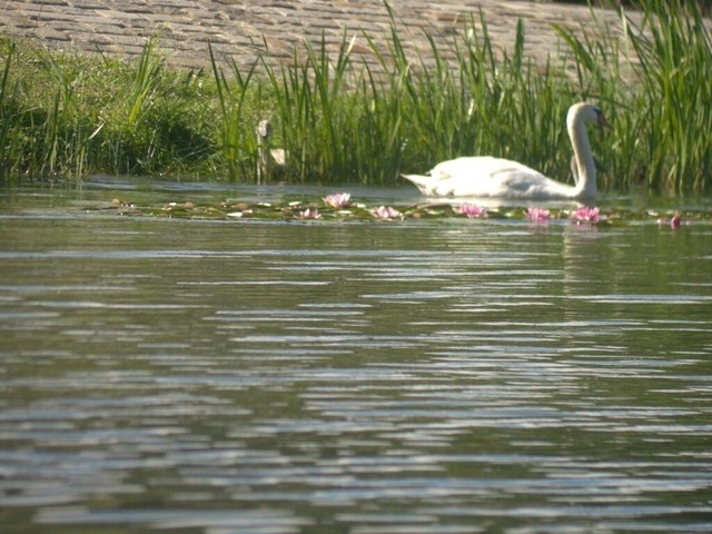 Habt ihr mich vergessen | Verkauf von Fotos und  Videoclips zumThema Natur.Motive sind Pflanzen, Tiere, Landschaftenund Wetter - Realisiert mit Pictrs.com