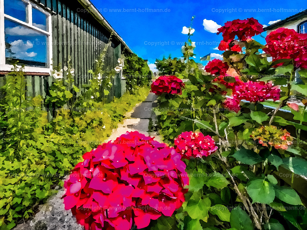 PDM2_9743_Arnis_PWerft_80x60 | DIGITALKUNST. Sommer in Arnis. __ Hortensienblüte an einer Werfthalle. __ Seitenverhältnis = 4 zu 3 - Realisiert mit Pictrs.com