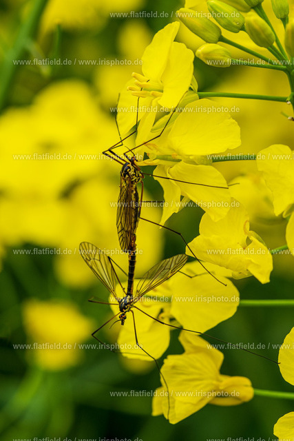 Vögelnde Fliegen | Naturfoto / Makrofoto von Fliegen, die vögeln