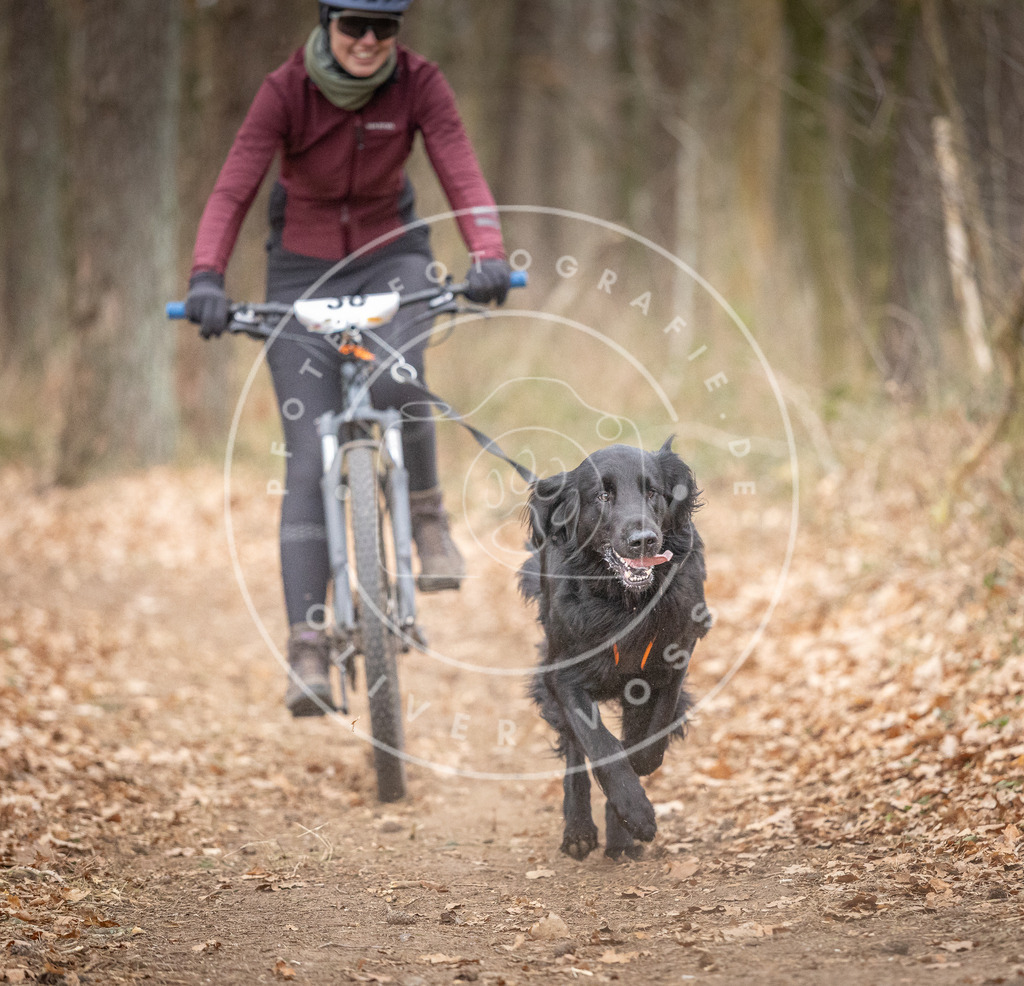 Pfotenfotografie_DV3A5904 | Hundefotografie, Tierfotograf, Pfotenfotografie, Fotoshooting Hund, Hunde Portrait, Hundesport, Hundeportraits, Heideshooting, Hunde, Sportfotograf, Hundefotograf, Turnierhundsport, THS,  - Realisiert mit Pictrs.com