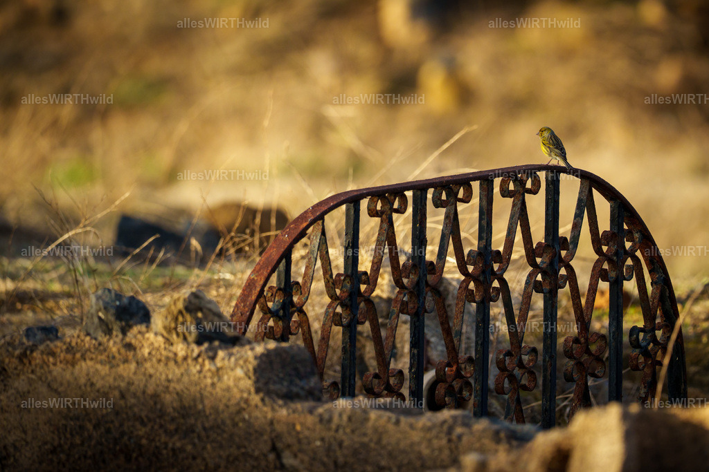 allesWIRTHgut Tierfotografie - allesWIRTHgut.de - 7IV05548 | Entdecke die faszinierende Welt der Natur- und Wildlife-Fotografie von Daniel und Bärbel. Inspirierende Bilder von wilden Tieren und kleinen Naturwundern.