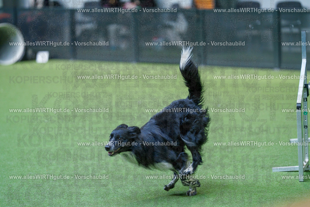 @allesWIRTHgut_Tierfotografie - www.allesWIRTHgut.de - 2604261520-7R505261 | Professionelle Tierfotografie in Mönchengladbach von Daniel Wirth (allesWIRTHgut). Liebevolle & natürliche Bilder von Hunden & Katzen für unvergessliche Erinnerungen.