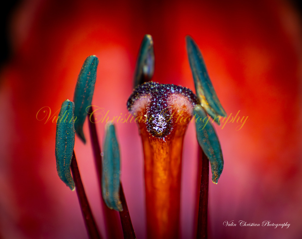 ULMA 17 | Christian Vulin  - Realisiert mit Pictrs.com