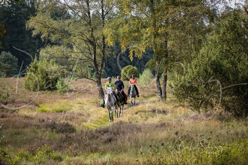 DdLH-WehlenerHeide_2025-09-20_18 | Fotografie, Veranstaltungs-Fotografie, Pferde-Fotografie, Landschafts-Fotografie, Reise-Fotografie - Realisiert mit Pictrs.com