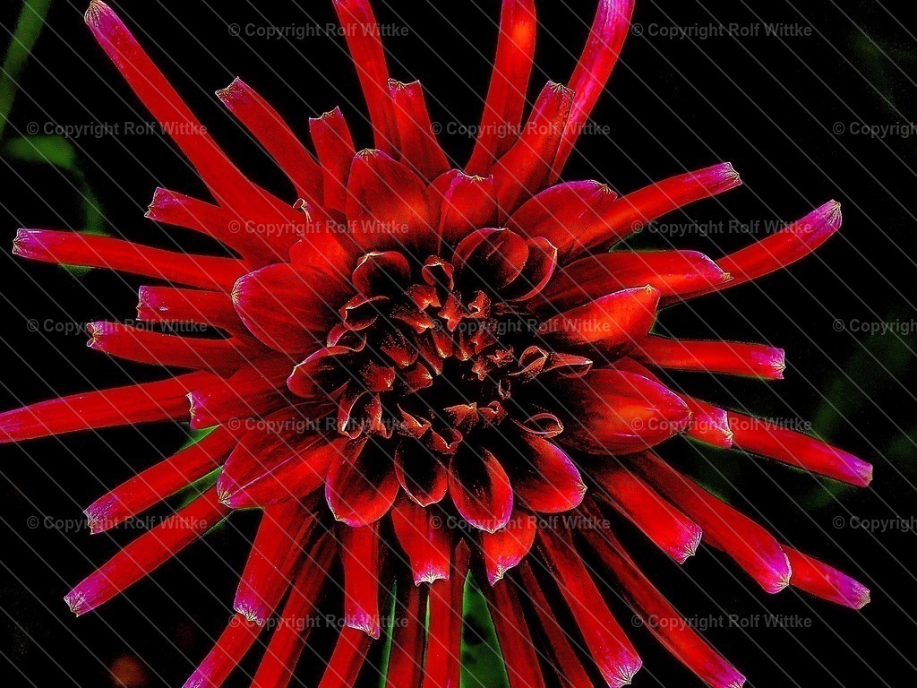 red flower | Rolf Wittke  - Realisiert mit Pictrs.com