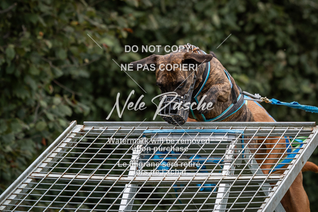 nelerasche_SoLauf_76 | nelerasche
