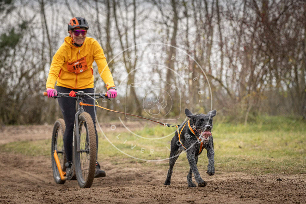 Pfotenfotografie_DV3A0114 | Hundefotografie, Tierfotograf, Pfotenfotografie, Fotoshooting Hund, Hunde Portrait, Hundesport, Hundeportraits, Heideshooting, Hunde, Sportfotograf, Hundefotograf, Turnierhundsport, THS,  - Realisiert mit Pictrs.com