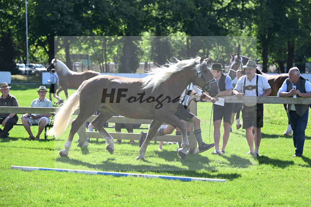 Kat-Nr. 10 Bella v. Vilstal_Gumpold_18250158 | hf-fotografie - Realisiert mit Pictrs.com