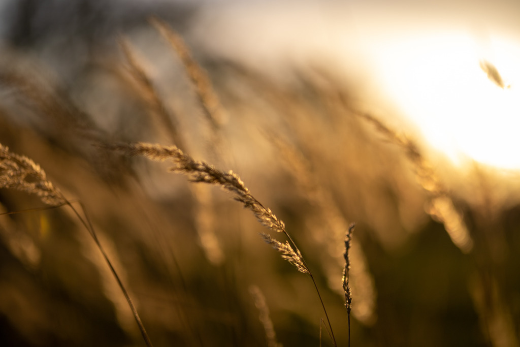 IMG_4783 | ehrlichefotos - Realisiert mit Pictrs.com