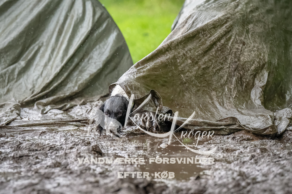 0931_ZZ91149-Bearbeitet | kk-dogfotos