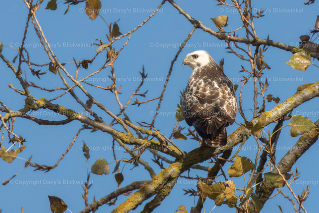 201773 | Tierfotografie, Tierkalender, Tierbilder, Insekten, Spinnen, Vögel, Schmetterling, Libellen, Leinwand, Colorkey, Qualität, Geschenkartikel, Geschenk - Realisiert mit Pictrs.com